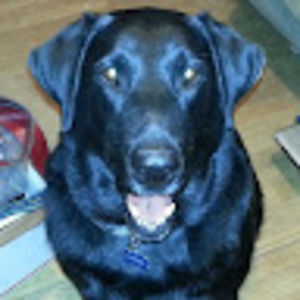 Meet your Posher, Henry